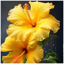 Perennial Plants 100 Hibiscus Plant seeds, High Germination Rate - $6.00