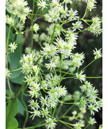 50 Purple Meadow Rue Thalictrum Dasycarpum White &amp; Yellow Herb Heirloom ... - $13.00