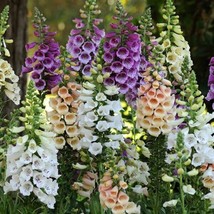 Digitalis Seeds Dalmatian Mix 50 Pelleted Seeds Foxglove Seeds Fresh Garden USA  - $32.75