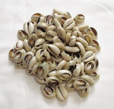 Sea Shell natural Beads Cowrie Craft Open Bulk Cut 5/8 to 1 inch 50 PCS Decor - £19.34 GBP