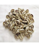 Sea Shell natural Beads Cowrie Craft Open Bulk Cut 5/8 to 1 inch 50 PCS ... - $24.70