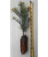 Noble Fir Tree - Abies procera- 8-14 inches tall seedlings - 1-100 Quantity - $29.72 CAD+