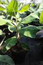 Green Banana Fruit Tree Plant Trees Grow Tasty Fresh Sweet Bananas Home Gardens - $140.60