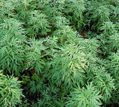 SR12Store 1000 Sweet Wormwood Herb Seeds Artemisia Annua Sweet Annie Sagewort Sh - £6.47 GBP