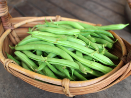 Bean Seeds - Bush - Provider - Vegetable Seeds - Outdoor Living - Garden - £27.72 GBP