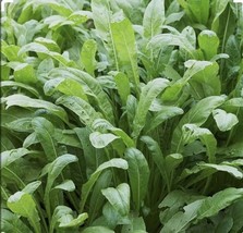 300+ Mibuna Asian Leaf Mustard Seeds Open Pollinated Non Gmo. - $6.00