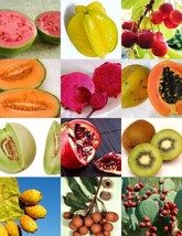 TKBONStore 15 Seeds Store Exotic Fruits Mix Sweet Edible Plant Tree Fragrant Tro - $15.78