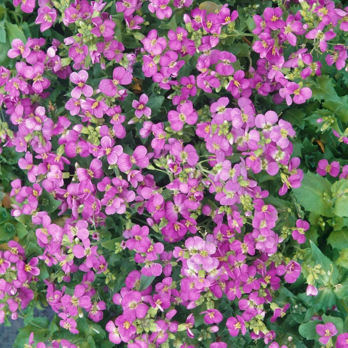 100 Seeds Rock Cress Spring Charm Or Arabis Biepharaophylla Seller US - £7.63 GBP