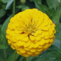 Canary Bird Zinnia 100 Seeds | Non-GMO | US SELLER | Seed Store | 1187 - £5.18 GBP