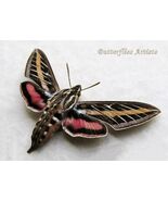White-Lined Sphinx Hyles Lineata Real Moth Framed Entomology Shadowbox D... - $62.00