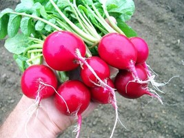 ArfanJaya 100 Cherry Belle Radish Seeds Heirloom Organic   Fresh - £6.87 GBP