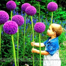 New Fresh Allium Giganteum Giant Onion With Purple Flower Seeds Pack 50 Seeds /  - $4.00