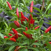30 seeds Thai Garden Bird Hot Pepper Vegetable Seeds Garden Plant - £10.97 GBP
