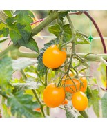 Coyote Tomato Seeds (5) - Vibrant &amp; Flavorful Heirloom Variety, Perfect ... - £5.58 GBP
