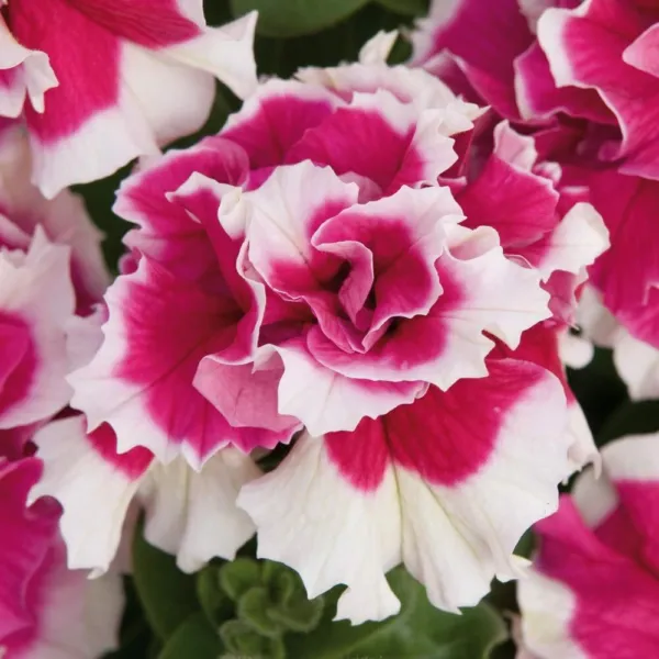 Bin#2 0D7 Petunia Seeds 50 Pelleted Piroutte Rose Petunia Pirouette Rose Fresh S - £24.32 GBP