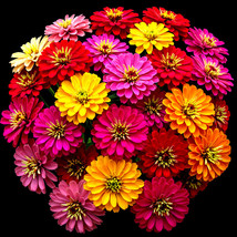 200+ Zinnia Spring Mix Seeds Hummingbirds Giant Flowers Heat Tolerant - $168.75 MXN