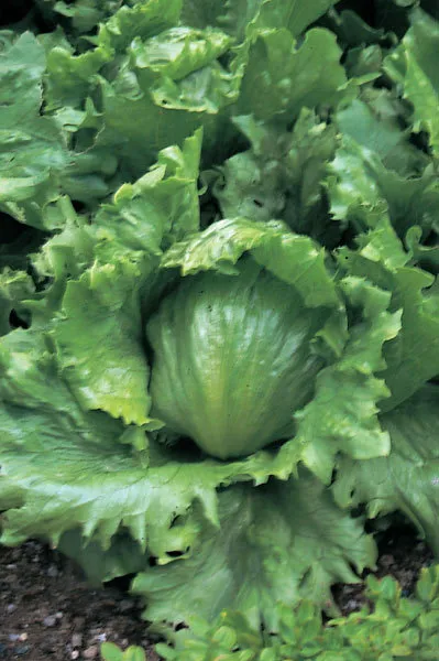 3 000 Lettuce Seeds Crisphead Hanson Improved 80 Days Garden - £7.06 GBP