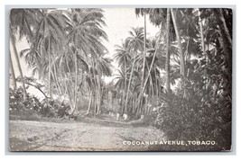 Cocoanut Avenue Street View Couva-Tabaquite-Talparo Tobago BWI UDB Postcard P18 - £28.14 GBP
