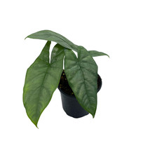 Alocasia Corazon, 4 inch, Heterophylla Silver-y Green Jewel Alocasia - £11.87 GBP