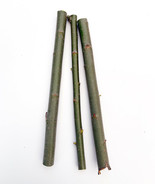 3 Hybrid Willow Cuttings is One of the Fastest Growing Tree - $11.53 CAD