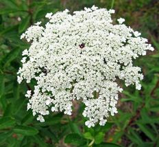 500 Seeds Bishops Flower False Queen Anne&#39;s Lace Non-Gmo - £7.82 GBP