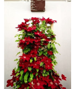 Kasuki 2Pcs Clematis Bulbs Blue Climbing Clematis Florida Perennial Clim... - $31.14 CAD