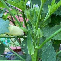 Fresh Seeds USA Seller Jambalaya Okra Seeds - $14.50