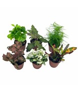 Premium Foliage Assortment, Colorful Fern set, Asparagus Fern, African V... - $519.48 MXN