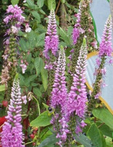 Pink Veronica Longifolia, 160 Seeds, Long Leaf Speedwell, Hardy Garden Usa Shipp - $9.38