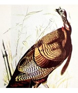 Wild Turkey Bird 1950 Lithograph Art Print Audubon Nature First Edition ... - £23.90 GBP