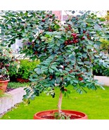 FG 50 Strawberry Guava Tree Seeds (Psidium Cattleianum) Edible Garden Fr... - £16.09 GBP