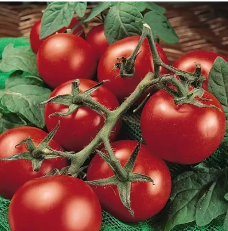 AW 120 Seeds Moneymaker Tomato Organic Non Gmo Easy To Grow - $9.80