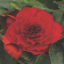 USA Seller Begonia Seeds Go-Go Red 15 Thru 200 Seeds Begonia Tuberybrida Fast Sh - £14.82 GBP