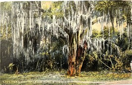 Live Oaks and Spanish Moss, Florida vintage postcard 1913 - £11.14 GBP