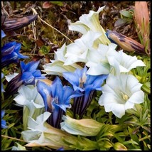 FG 50+ Cream and Blue Gentian Flower Seeds Mix/Gentiana/Umbrella Perennial - £12.52 GBP