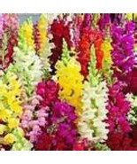 100 Heirloom Snapdragon Giant Tetra Mix Seeds   - $3.87 CAD