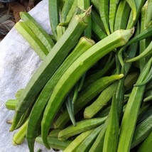 Tisseeds 25 Perkins Long Pod Okra Seedsheirloom Non Gmofresh Fast Ship Us - £7.10 GBP