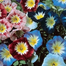 US Seller 25 Ensign Mix Morning Glory Perennial Flower Seeds Fast Shipping - $16.51