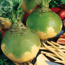 Swede Wilhelmsburger Rutabaga Green Top Vegetables 200 seeds organic vegetables  - £5.08 GBP