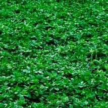 Alfalfa Cover Crop Seeds NON-GMO Heirloom Fresh Garden Seeds - £7.97 GBP