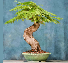 Xo 10 of BONSAI TREE Royal Poinciana Delonix exotic seed pack Seeds - $10.80