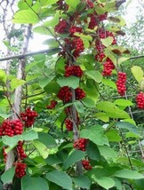 Fresh Magnolia Vine {Schisandra Sphenanthera} Organic 10 Seeds Free U.S. Shippin - $7.38