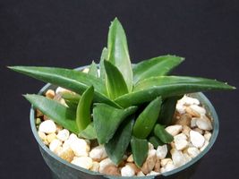 4&quot; pot Aloe Wansley green rare succulent plant exotic cacti cactus agave bonsai - £39.96 GBP