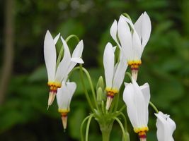 Live Garden Plant Shooting Star Dodecatheon spp. Perennial Bare Root  - $43.80
