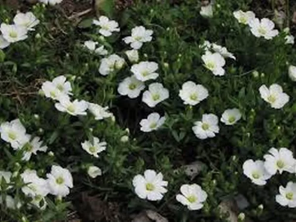 Arenaria Montana 50 Seeds Fresh Garden - £5.21 GBP