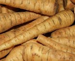 Parsnip Seeds 200 Harris Early Model Vegetable Garden Culinary Fast Ship... - £7.20 GBP