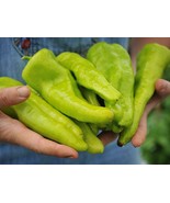 25 Cubanelle Pepper Seeds, sweet Italian long peppers, Italian frying pe... - €6,90 EUR