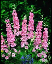 Thjar 25+ Pink Delphinium Consolida Perennial Flower Seeds - $6.99