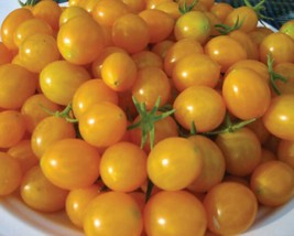 20 Organic Blondkopfchen Cherry Tomato Seeds Sweet Juicy New Fresh Seeds USA - $17.50