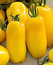 30 Banana Legs Paste Tomato Seeds Fresh Gardening - $13.27 CAD